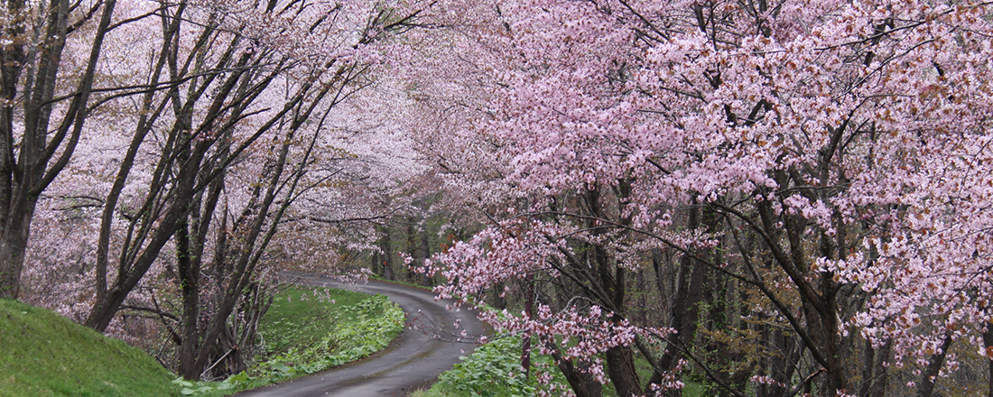 奈井江町の桜