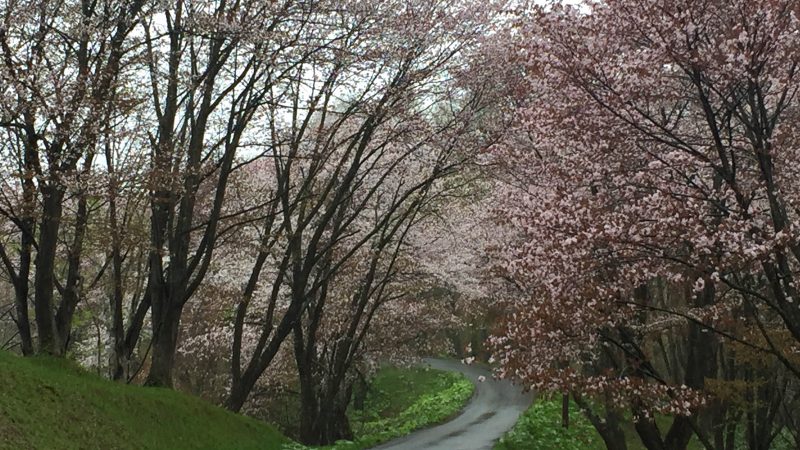 「ないえ さくら祭り」桜のトンネル